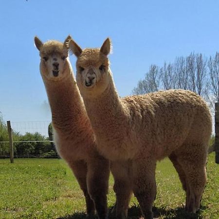 Domaine Ramonjavel, Glamping & Alpaca'S Bed & Breakfast Fongrave Екстериор снимка