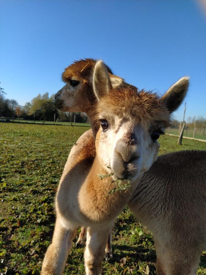 Domaine Ramonjavel, Glamping & Alpaca'S Bed & Breakfast Fongrave Екстериор снимка